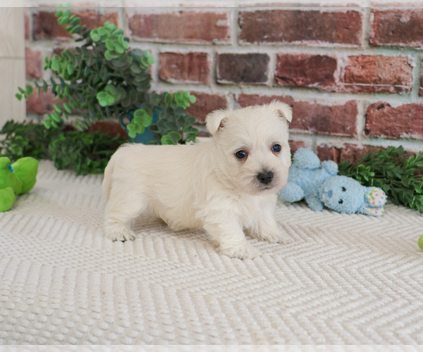 Medium Photo #2 West Highland White Terrier Puppy For Sale in SYRACUSE, IN, USA