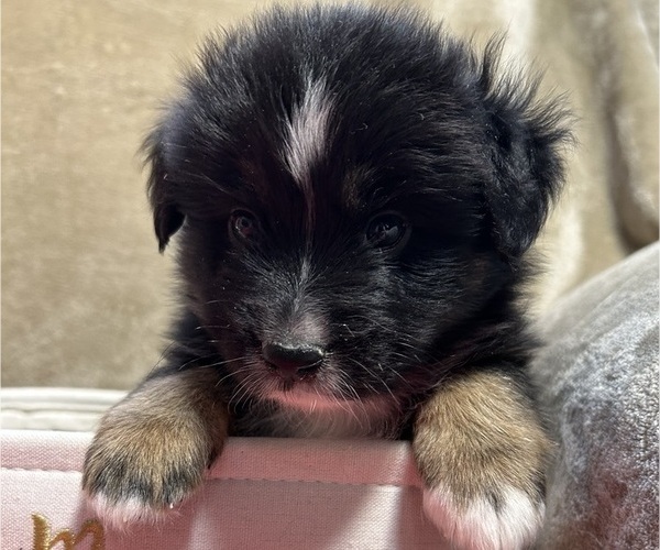 Medium Photo #2 Miniature Australian Shepherd Puppy For Sale in SANDWICH, MA, USA