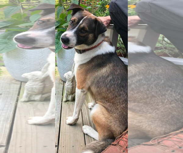 Medium Photo #2 Collie-German Shepherd Dog Mix Puppy For Sale in Cookeville, TN, USA