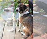 Small #1 Collie-German Shepherd Dog Mix
