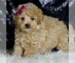 Puppy Veda Maltipoo (Miniature)