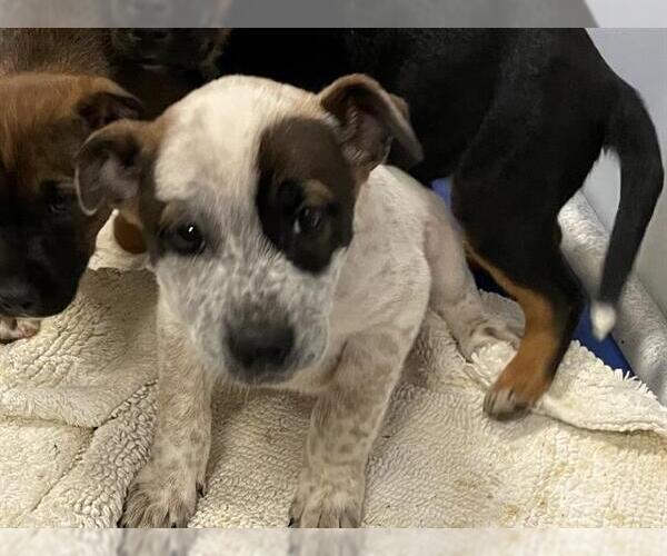 Medium Photo #1 Texas Heeler-Unknown Mix Puppy For Sale in Modesto, CA, USA