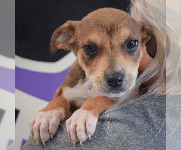Medium Photo #5 Jack Russell Terrier-Unknown Mix Puppy For Sale in Huntley, IL, USA