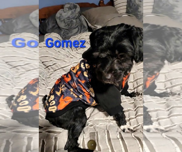 Medium Photo #4 Shih-Poo Puppy For Sale in Des Moines, IA, USA