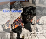 Small #3 Shih-Poo