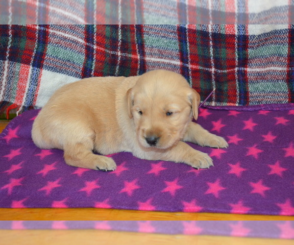 Medium Photo #4 Golden Retriever Puppy For Sale in OWEN, WI, USA