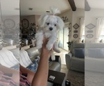 Small Maltese