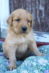 Golden Retriever Puppy for sale in DALLAS, WI, USA