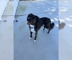 Mozie - Male Border-Aussie Dog for Adoption - Small photo