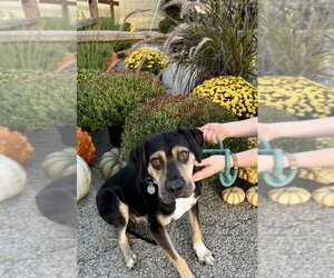 Luther - Male Mutt Dog for Adoption - Photo #3