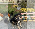 Small Photo #3 Mutt Puppy For Sale in Williamsburg, IA, USA