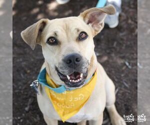 Brandice - Female Retriever -Unknown Mix Dog for Adoption - Photo #17