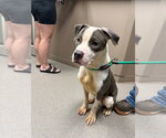 Small #2 Mutt