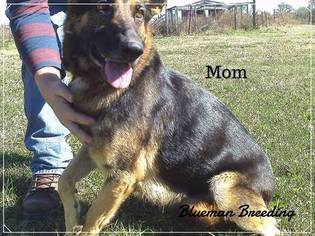 Mother of the German Shepherd Dog puppies born on 10/13/2017