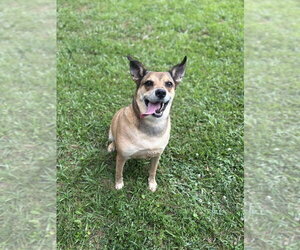 Carolina Dog-Unknown Mix Dogs for adoption in Boston, MA, USA