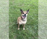 Small Carolina Dog Mix