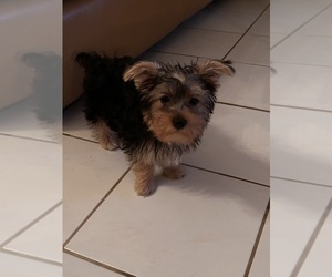 Yorkshire Terrier Dog for Adoption in KATY, Texas USA