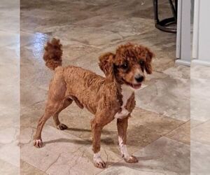 Father of the Goldendoodle (Miniature) puppies born on 04/17/2025