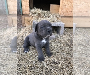 Cane Corso Puppy for sale in DAYTON, TX, USA