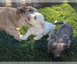 Small Photo #16 Coton de Tulear Puppy For Sale in HUNTINGTN BCH, CA, USA