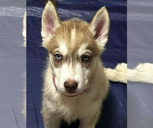 Siberian Husky Dogs for adoption in Matawan, NJ, USA