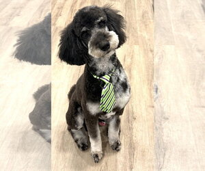 Bernedoodle Dogs for adoption in Valrico, FL, USA