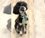 Small Bernedoodle