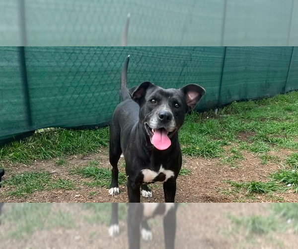 Medium Photo #9 Mutt Puppy For Sale in Abbeville, LA, USA