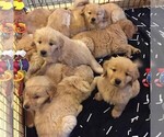 Small Golden Retriever