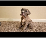Puppy 6 America Bandogge Mastiff-Cane Corso Mix