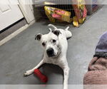 Small #3 Bulldog Mix