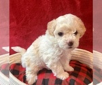 Small Photo #1 Maltipoo Puppy For Sale in ACWORTH, GA, USA