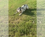 Small #8 French Bulldog