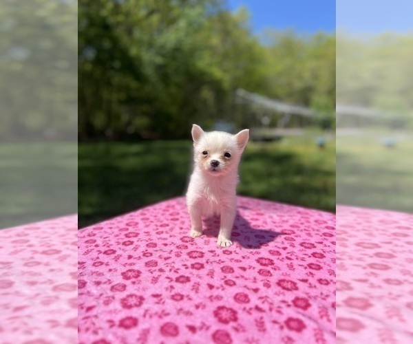 Medium Photo #52 Pomsky Puppy For Sale in DRACUT, MA, USA