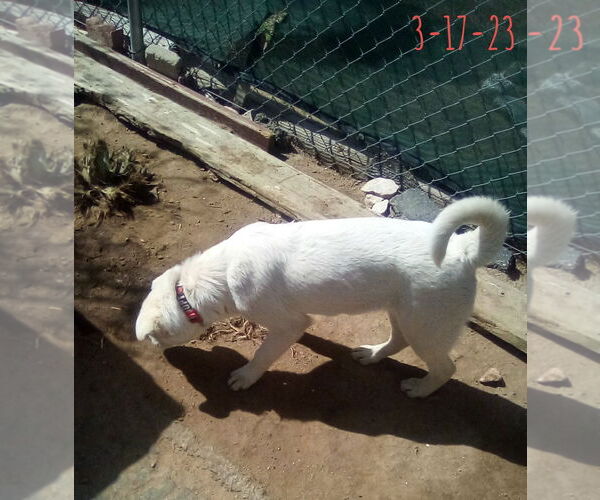 Medium Photo #10 Mutt Puppy For Sale in Apple Valley, CA, USA