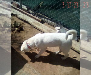 Harry Pawter of the Hogwarts family - Male Mutt Dog for Adoption - Photo #10