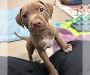 Mutt Dogs for adoption in Aurora, CO, USA