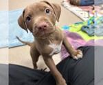 Small Mutt