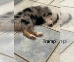 Puppy Tramp Yellow Miniature Australian Shepherd