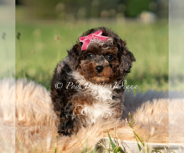Medium Photo #3 Poodle (Miniature) Puppy For Sale in WARSAW, IN, USA