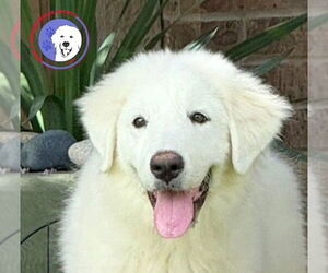 Great Pyrenees Dogs for adoption in Spring, TX, USA