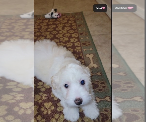 Medium Photo #2 Havanese Puppy For Sale in TUCSON, AZ, USA