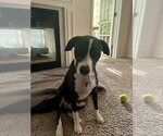 Small Photo #9 American Pit Bull Terrier-Border Collie Mix Puppy For Sale in Holly Springs, NC, USA