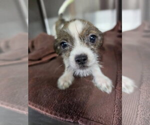 Shih Tzu-Unknown Mix Dogs for adoption in Pipe Creek, TX, USA