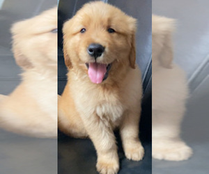 Golden Retriever Puppy for sale in SANTA ANA, CA, USA