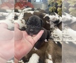 Puppy 4 Boxer