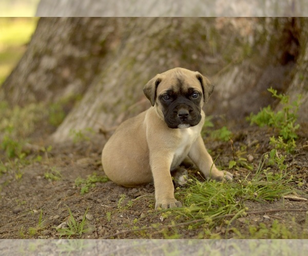 Medium Photo #1 Mastiff Puppy For Sale in DOUBLE SPGS, AL, USA