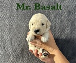 Puppy Basalt English Cream Golden Retriever