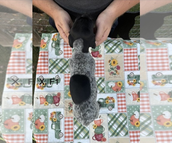 Medium Photo #6 German Shorthaired Pointer Puppy For Sale in ARGONNE, WI, USA
