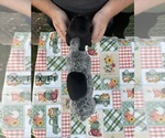 Small Photo #7 German Shorthaired Pointer Puppy For Sale in ARGONNE, WI, USA